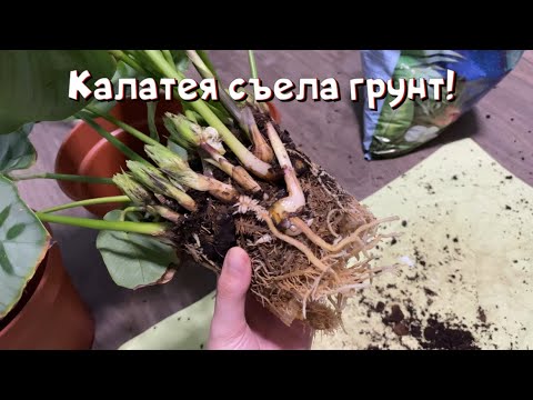 Видео: Калатея съела грунт! Пересадка калатеи.