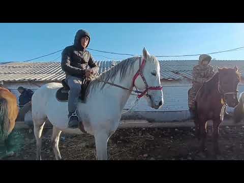 Видео: ЖЫЛКЫ БАЗАР #ТОКМОК #дончак АТТАР ТАЙЛАР БЭЭЛЕР 24/11/24/