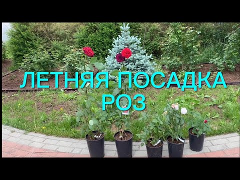 Видео: Розы. Летняя посадка роз в грунт. Слепые побеги - что делать? Создаем композиции в горшках.🌹🌹🌹