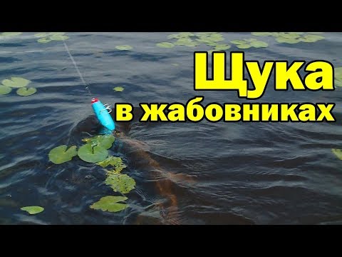 Видео: Рыбалка на щуку в жабовнике. Aiko muller 100 и muller 100 slim.