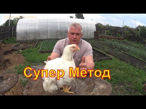 Видео: Наша технология выращивания бройлера Секретов нет Our broiler growing technology There are