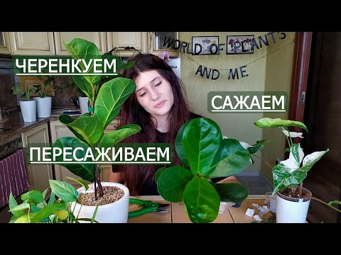 Видео: Черенкуем, сажаем и пересаживаем. Пришла весна