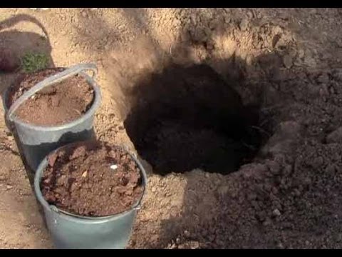 Видео: @Посадка винограда. Подготовка посадочной ямы и почвы