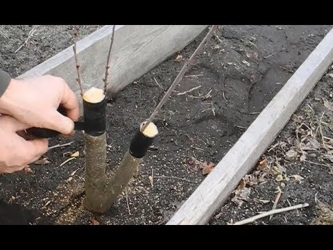 Видео: Когда и как прививать плодово-ягодные деревья