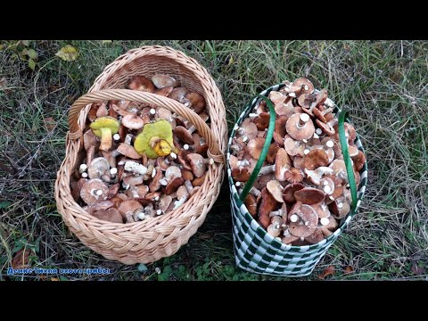 Видео: Зимние и осенние опята, гигрофоры под дубами