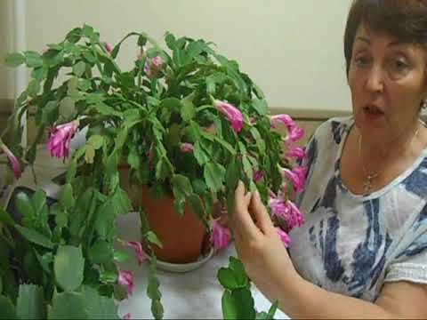 Видео: цветение декабриста в ноябре