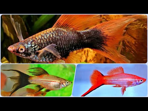 Видео: Аквариумные рыбки Меченосцы