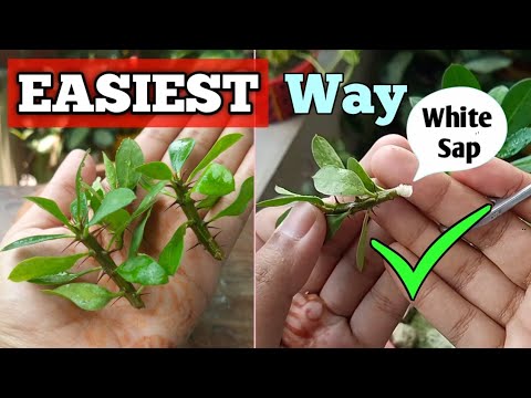 Видео: Как вырастить растение «Терновый венец» (быстро и просто) / Самый простой способ размножения моло...