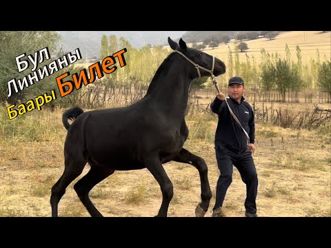 Видео: Чынгыз акеден Тектуу Оспурум +996-777-735-455 #kyrgyzstan