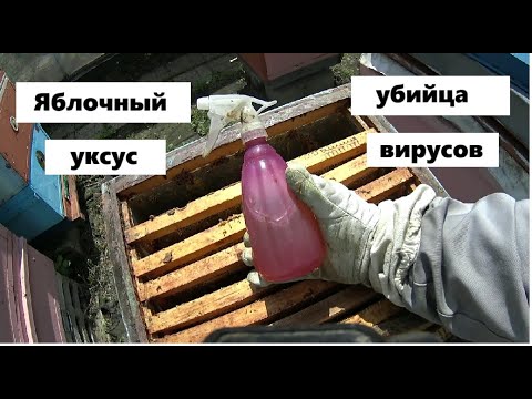 Видео: Яблочный уксус против вирусов пчёл.