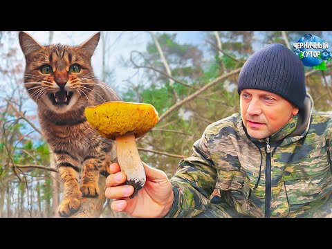 Видео: Тихая и размеренная жизнь в лесу со счастливыми животными. Подготовка хутора к зиме.