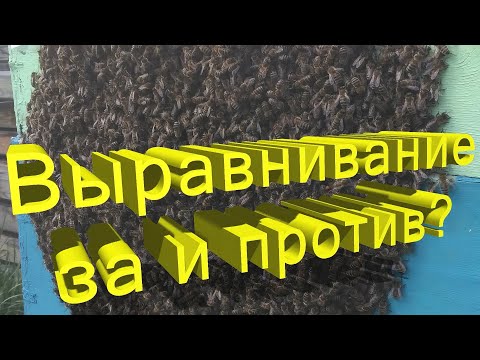 Видео: Профессор Кашковский: Выравнивание пчелосемей, за или против