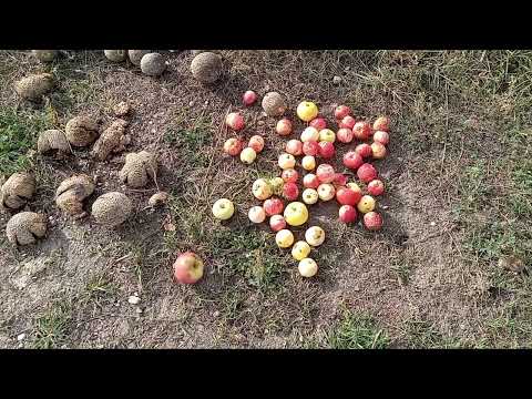 Видео: Кто ворует яблоки? Канада
