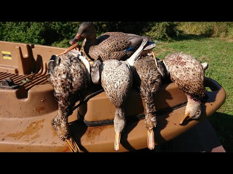 Видео: Второе утро. И снова лось на утиной охоте.