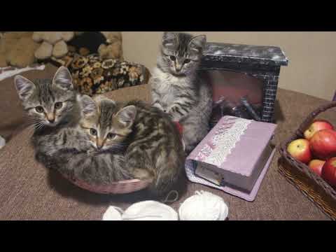 Видео: Краткое МК по вязанию самой простой варежки . Часть 2 .