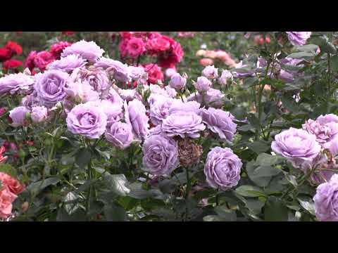 Видео: роза дольчецца, новалис, дюранс асьон. розоман дженон,  питомник роз полины козловой rozarium.biz
