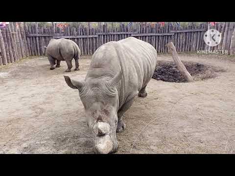 Видео: старооскольский зоопарк 2024