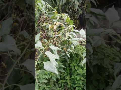 Видео: Друзья всем привет.