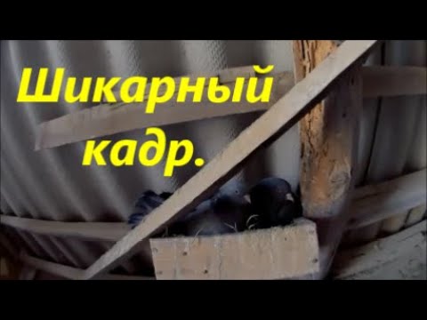 Видео: Николаевские Голуби Романа Титенко. Будни голубевода, весна пришла. Love and Pigeons. Голубеводство.