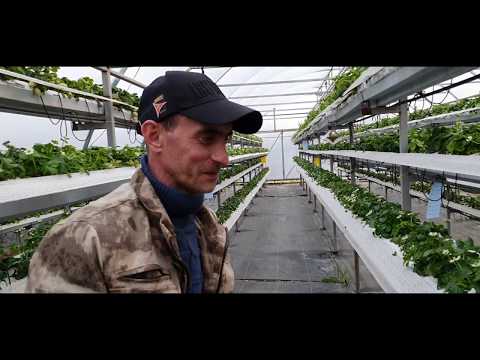 Видео: Супер теплица Игоря Богородского. Ютуб ооо клубника