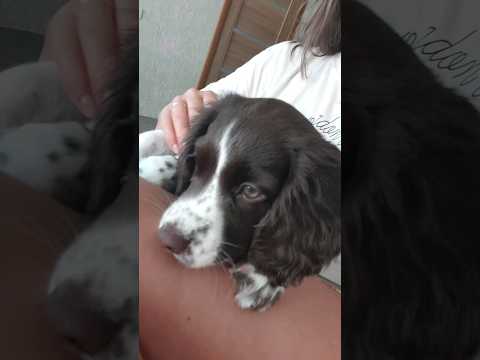 Видео: Лакки кофе будешь?) ☕ 🐾 #shortsvideo  #dog #puppy