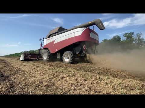 Видео: АгроВлог№6! Битва за урожай гороха 2021! Урожайность , сорта , разные сроки сева!