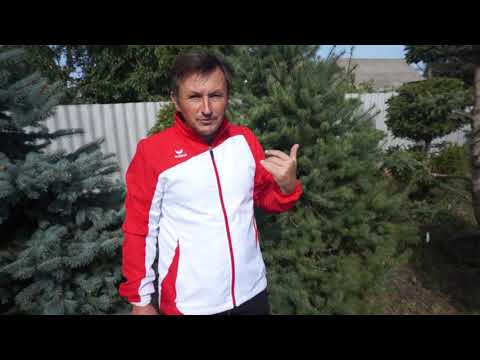 Видео: Ниваки из пихты