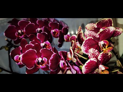 Видео: Посмотрите Окно с Орхидеями 😵 Самый сложный для меня вредитель орхидей.
