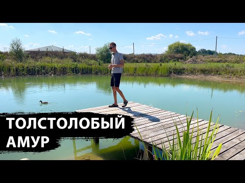 Видео: Запускую белого амура и толстолоба, купил коптильню, высаживаю павловнию и пробую недозрелый арбуз