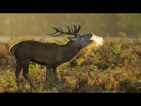 Видео: Манок на изюбря . Охота на изюбря . #манокнаизюбря #изюбрь #охота #deer