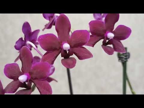 Видео: Орхидеи Черная жемчужина и Черная птичка. Сравним..
