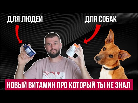 Видео: Новый витамин для собак