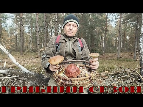 Видео: ГРИБАЛЮ ПО ПОВНІЙ,,,30,10,2025Р,,,БІЛІ ГРИБКИ,,ЗЕЛЕНИЧКИ ТА ІНШ,,,