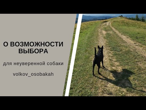 Видео: НЕУВЕРЕННАЯ собака что делать? Возможность выбора для неуверенной собаки
