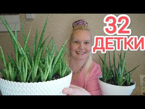 Видео: 4ая пересадка сансевиерии, Комет Кичаки сансевиерия #сансевиерия #пересадкарастений #суккуленты