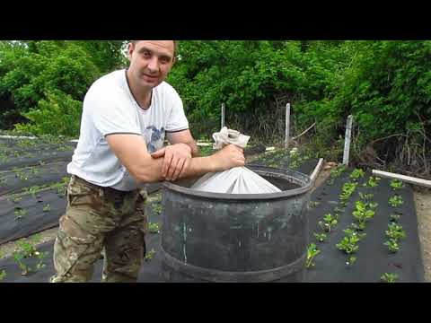 Видео: Удобряем клубнику (18.05.2021). Куриный помет через капельный полив.