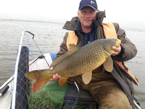 Видео: На Освейском озере попался Здоровый карп.