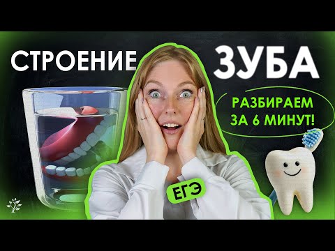 Видео: Строение зуба за 6 минут! 🦷  | Биология ЕГЭ | TutorOnline