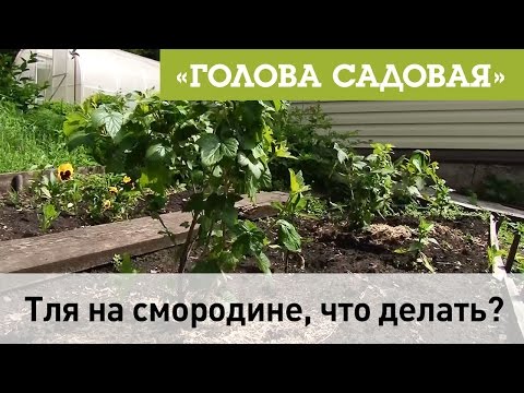 Видео: Голова садовая - Тля на Смородине, что делать?