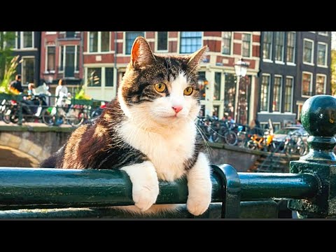 Видео: ПОЗНАВАТЕЛЬНЫЙ ФИЛЬМ ДЛЯ ДЕТЕЙ И ВЗРОСЛЫХ! Город глазами кота. Лучшие фильмы. Filmegator