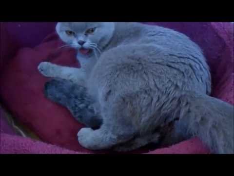Видео: РОДЫ БРИТАНСКОЙ КОШКИ I БРИТАНСКИЕ И ШОТЛАНДСКИЕ КОШКИ I КОТЯТА РОДЫ МОЕЙ ДЕВОЧКИ ЛИ ЛУ