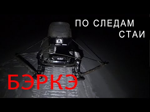 Видео: ОХОТА на ВОЛКА. ПО СЛЕДАМ СТАИ.