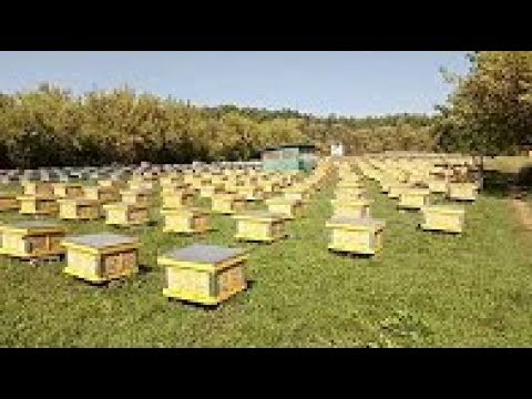 Видео: ПРОМЫШЛЕННАЯ ПАСЕКА  СЕМЬИ НИЧИК 1часть