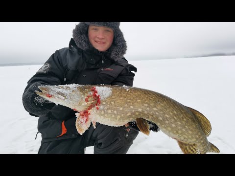 Видео: Щуки Монстры!!!!!НЕ ЛЕЗУТ В ЛУНКИ.Рыбалка на Рыбинском Водохранилище.