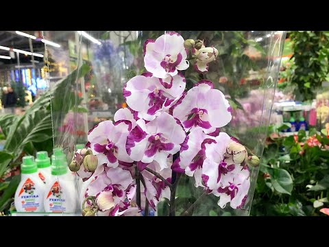 Видео: Обзор ОРХИДЕЙ в ОБИ Лахта, СПБ.