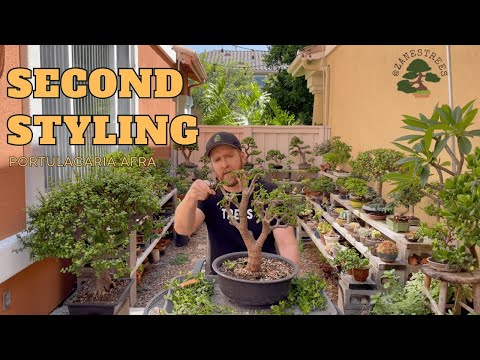 Видео: Портулакария Афра (карликовый нефрит) Второй стиль до бонсай