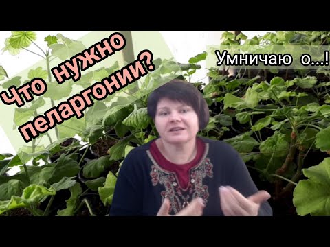 Видео: ПЕЛАРГОНИИ. Причины хлорозов и некрозов.