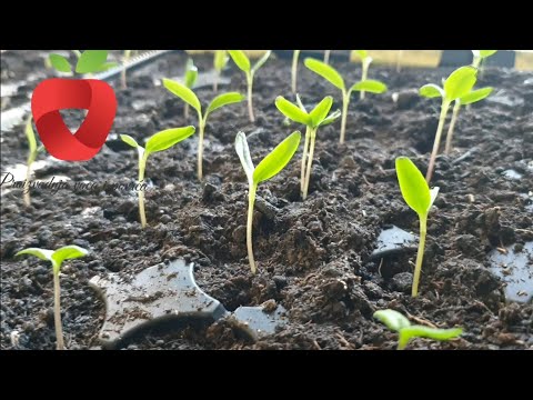 Видео: Почему паприка не всходит?