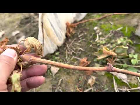 Видео: Жузум калемчесиден кочотко таярдо