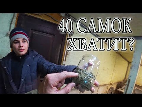 Видео: ХОЧУ ЗАРАБАТЫВАТЬ НА КРОЛИКАХ!!!